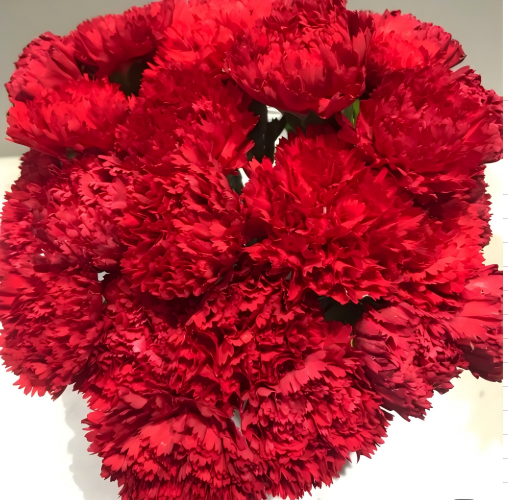 Гвоздика красная